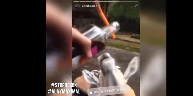 Perilaku konyol pengunjung beri miras ke hewan Taman Safari berujung ke polisi