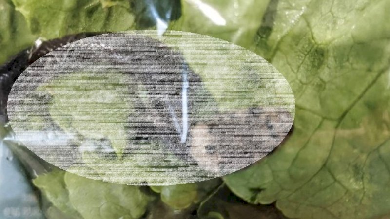 Dikira Cacing, Pria Ini Temukan Ular dalam Selada yang Dibeli di Supermarket