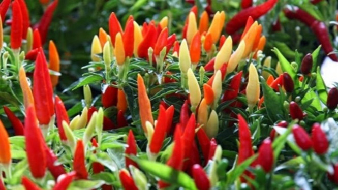 Cabai Rawit, Si Primadona Pelawan Penyakit Stroke