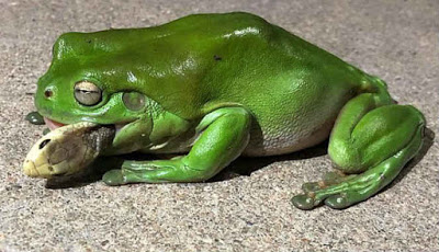 Katak Pohon Hijau Makan Ular Taipan yang Mematikan