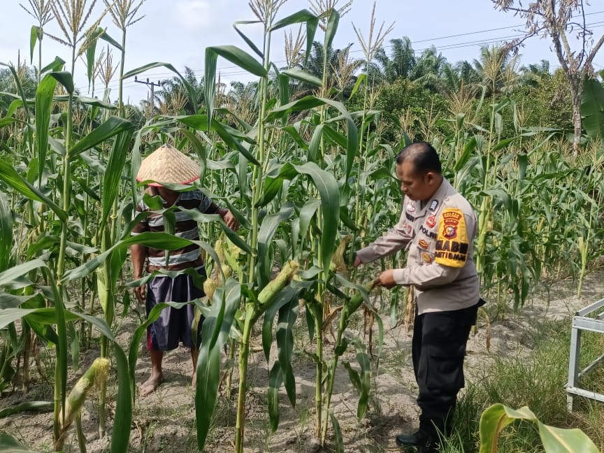 Polisi Kunjungi Kebun Jagung Warga di Ukui, Dorong Pemanfaatan Lahan Pekarangan