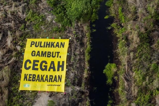 Presiden komitmen restorasi lahan gambut di 7 provinsi