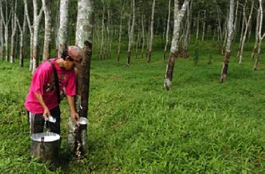 Harga Karet dan Sawit di di Inhu Anjlok, Tiket Bus Tak Lagi Diminati