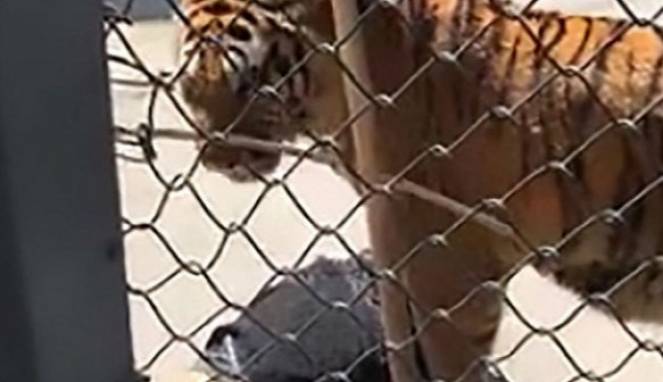 Pawang Tewas dan Dimakan Harimau yang Dibesarkannya dari Kecil