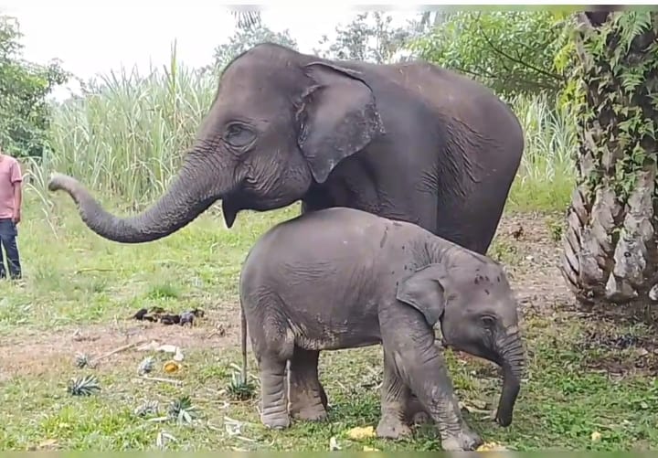 Tiga Gajah Sumatera Betina di Riau Gugur, Populasi Diujung Tanduk