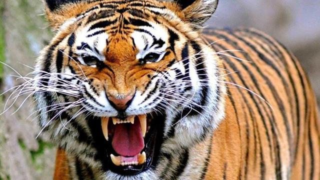 Perburuan Harimau Sumatera Tergolong Rapi dan Terorganisasi