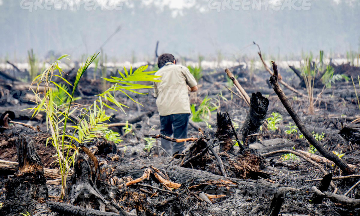 Pantau Gambut Ungkap 40 Korporasi yang Diduga Perusak Ekosistem Gambut
