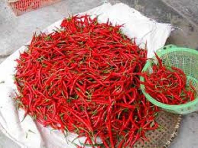 Musim Panen, Harga Cabe Merah di Pekanbaru Turun