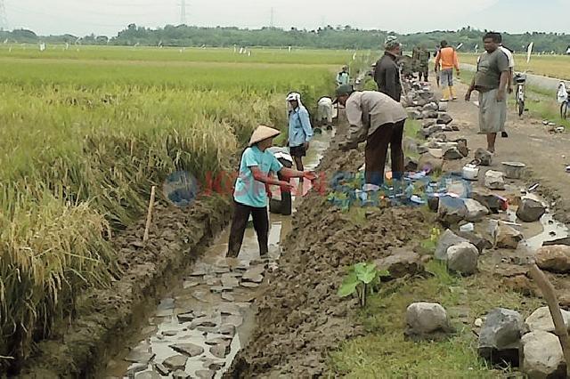 Terkendala Pembebasan Lahan, Pembangunan Irigasi Osaka Terhambat