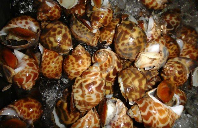 Keong macan Bengkulu tembus pasar Hongkong