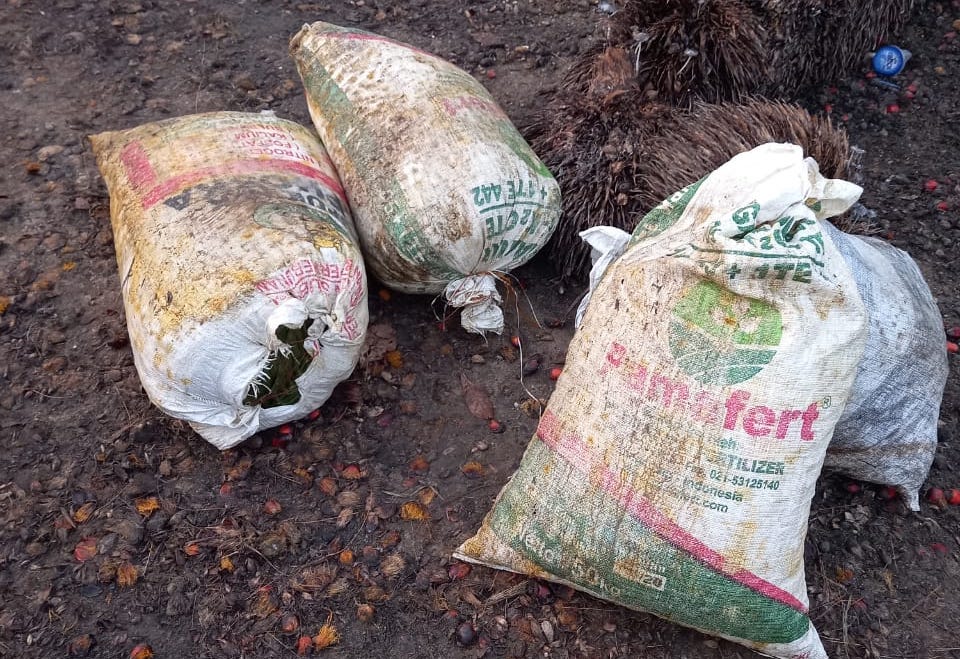 Maling Buah Kelapa Sawit Milik PTPN V, Dua Pemuda Ditahan Polsek Tandun