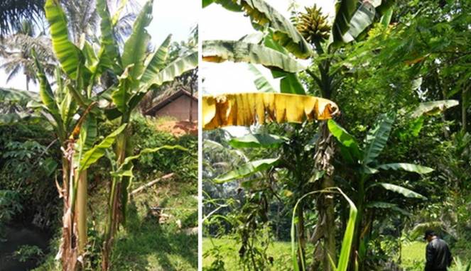 Mengenal Pisang Tongka Langit yang Punya Banyak Khasiat