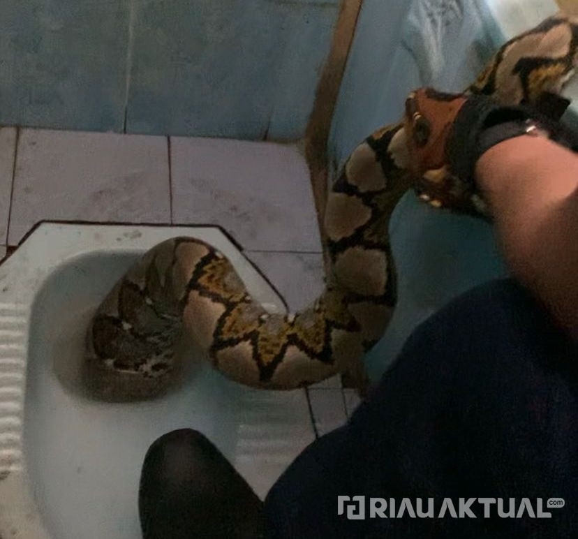 Ular Piton Muncul di Kloset Sekolah Dasar di Pekanbaru