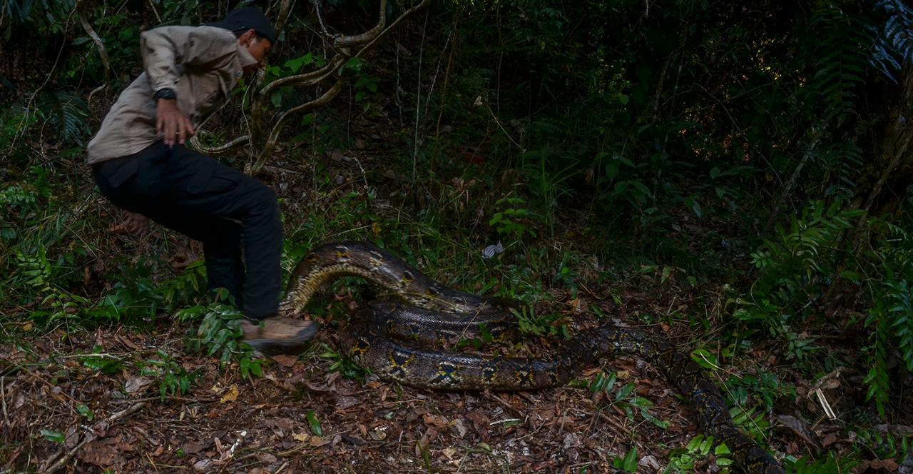 Pawang Ular di Riau Digigit dan Dililit Piton saat Pelepasliaran