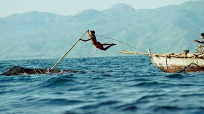 Sensasi Berburu Ikan Paus di Desa Lamalera, NTT
