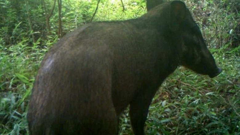 'Babi Terjelek' di Dunia Tertangkap Kamera di Hutan Indonesia