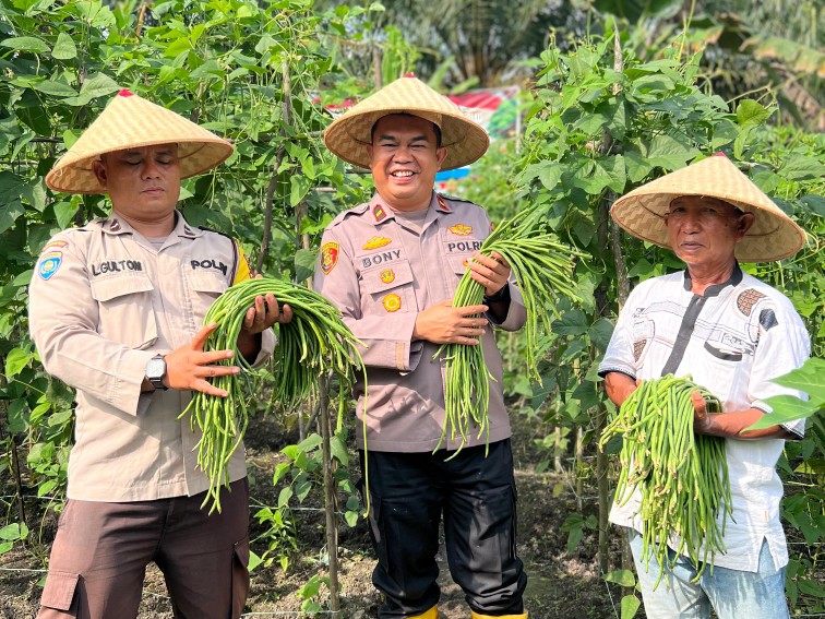 Kapolsek TPTM Panen Kacang Panjang di Rokan Hilir, Dukung Program Asta Cita Presiden