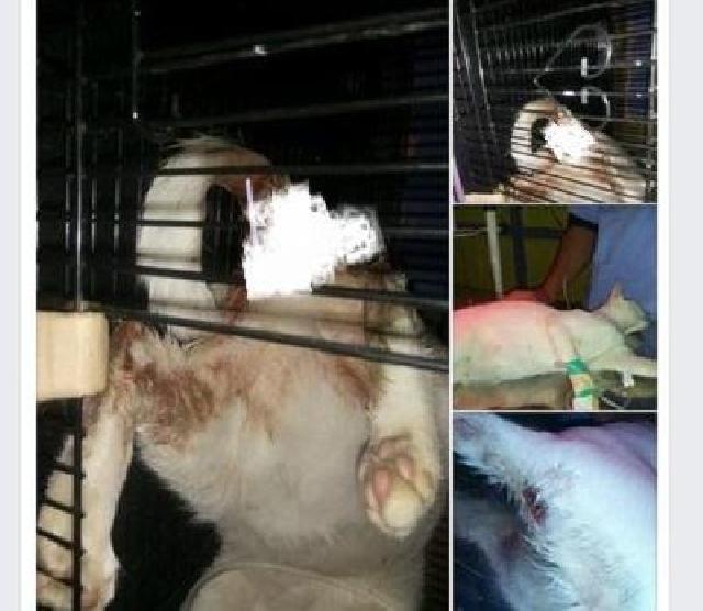 Ini Ungkapan Dokter Hewan Mengenai Pencabulan Kucing di Inhil