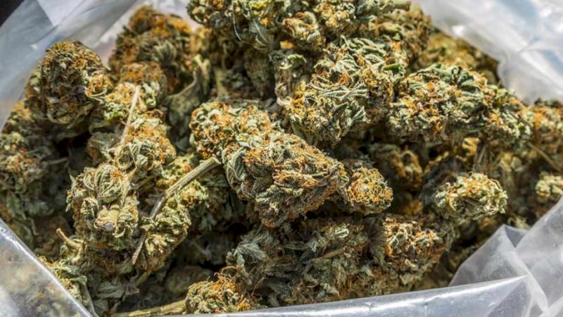 Polisi Gagalkan Pengiriman 17 Ton Ganja Bernilai Rp513 Triliun