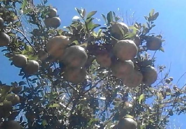 Jeruk Siompu yang Mempesona tapi Hampir Punah