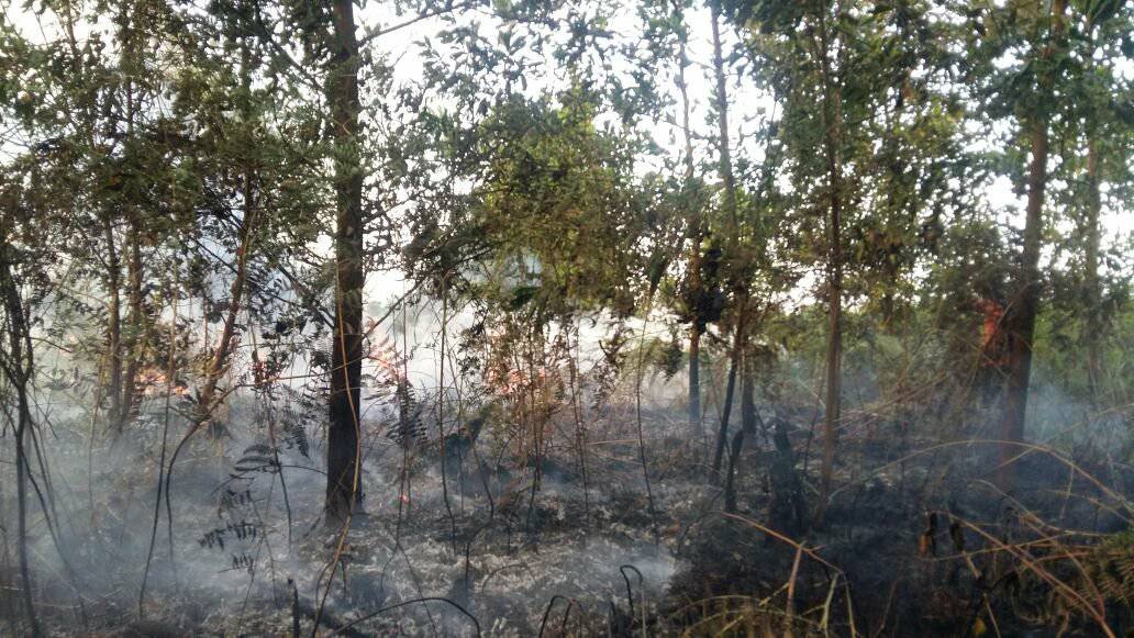 Lima Hektar Lahan Gambut di Pekanbaru Terbakar, Kabut Tipis Mulai Selimuti Kota