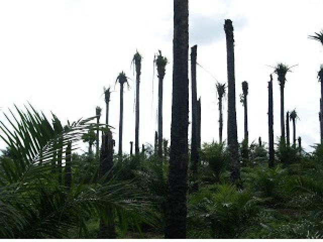 Menunggu Payung Hukum, Replanting Ditunda