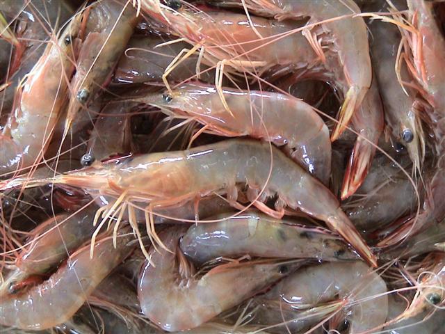 Kulit udang bisa jadi plastik rama lingkungan