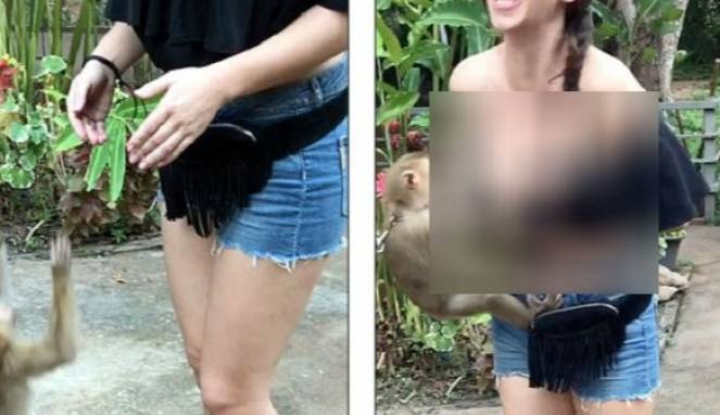 Monyet Nakal, Tarik Baju Turis Cantik Hingga Tersingkap