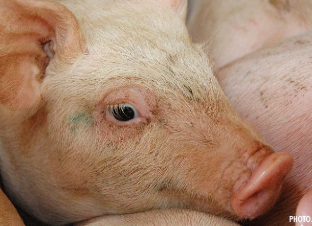 Malaysia Larang Produk Daging Babi dari Indonesia