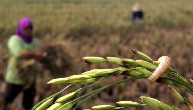 Hama Ulat Serang Padi di Pangean