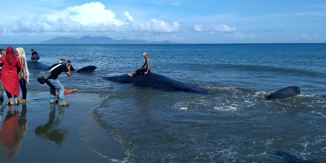 Empat Dari Sembilan Paus Sperma Yang Terdampar di Aceh Mati