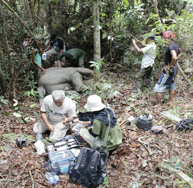 BBKSDA Riau Obati Gajah Terluka Akibat Kena Jerat