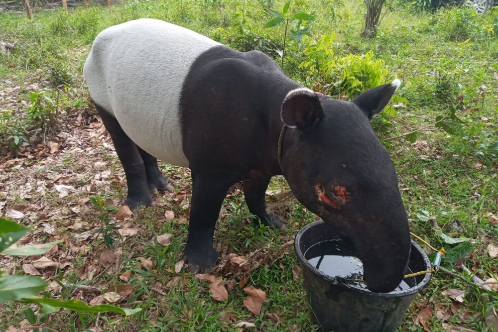 Tapir Ukuran Besar Muncul di Jalan Permukiman Warga, BBKSDA Riau Cek Lokasi
