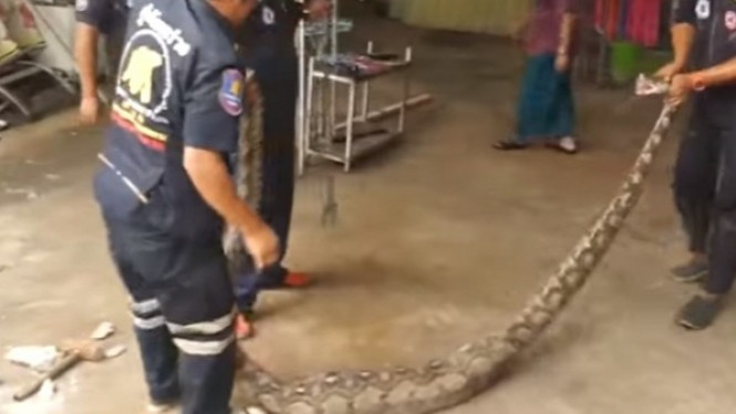 Hewan yang Dikeluarkan Piton Ini dari Perutnya Bikin Kaget