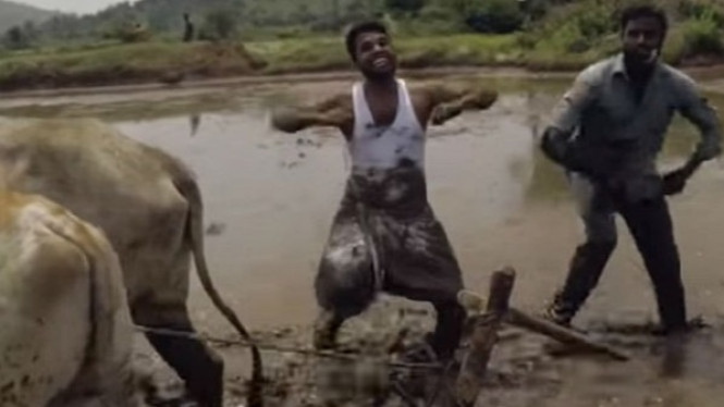 Dua Petani Asal India yang Sedang Membajak Sawah Jadi Viral
