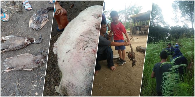 Misteri Pengisap Darah Ternak di Tapanuli Utara Belum Terpecahkan