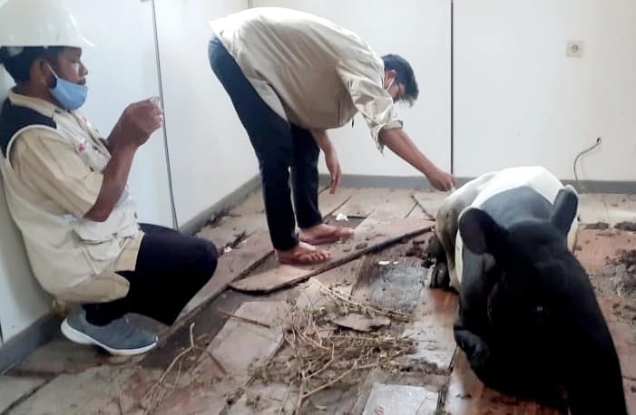 Seekor Tapir Terjerat Dengan Kondisi Kaki Terputus di Kawasan HTI