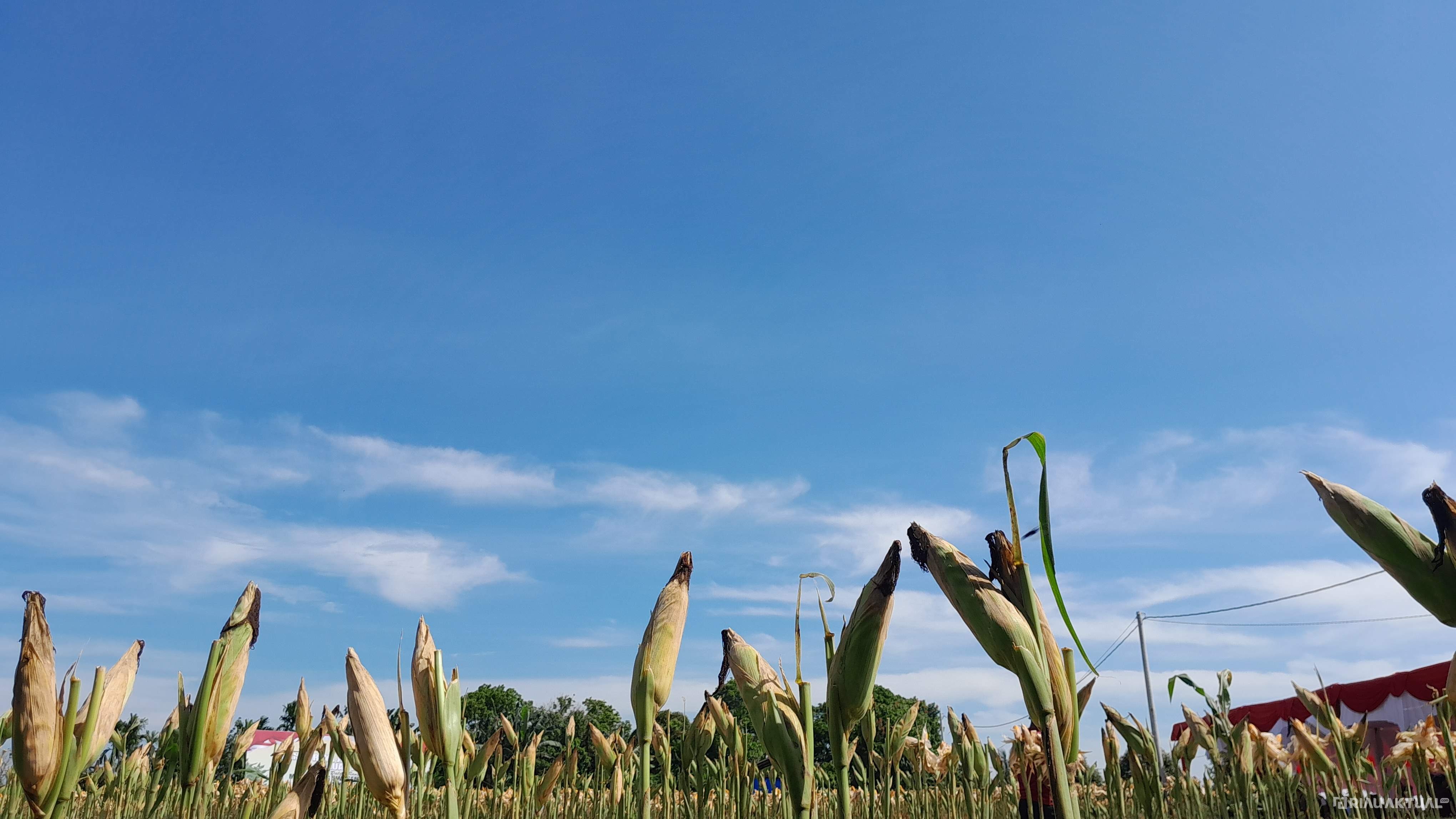 19 Titik Panas Terpantau di Riau, Cuaca Diprediksi Masih Panas Terik