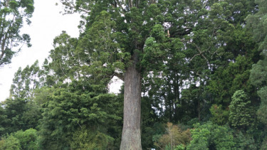 Ternyata, Pohon Punya Detak Jantung Lho