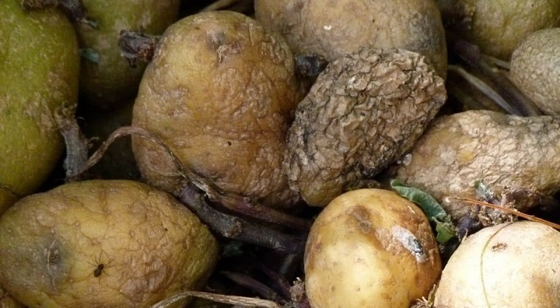 Makan Kentang Busuk Bisa Sebabkan Kematian, Kenali Ciri-Cirinya