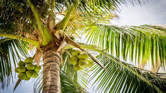 5 Efek Buruk Terlalu Banyak Mengkonsumsi Air Kelapa Muda