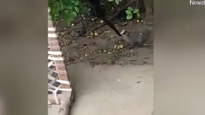 Video Langka, Luwak Serang Ular di Pohon Lalu Memakannya