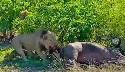 Video Detik-detik Saat Singa 'Bantu Operasi Caesar' Kerbau Liar