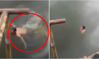 Mengerikan, Video Detik-detik Buaya Besar Terkam Sang Pawang