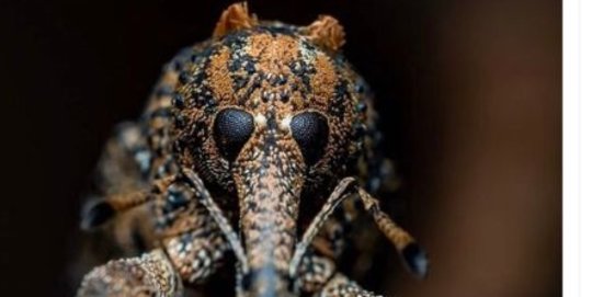 Beredar Hoax yang Sebutkan Bentuk Virus Corona Setelah Diperbesar 2.000 Kali, Ini Faktanya