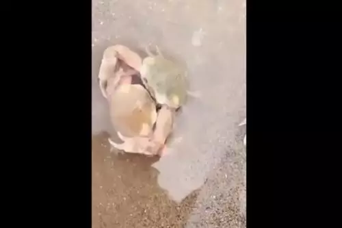 Hewan Pun Bisa Setia! Sepasang Kepiting Enggak Mau Dipisah