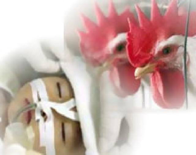 Waspada, Seorang warga Bandarlampung terinfeksi flu burung