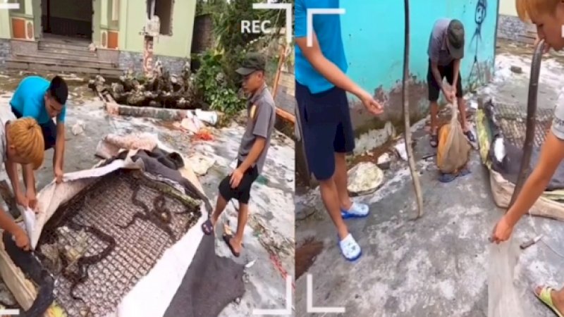 Saat Lapisan Kain Kasur Dibelah, Puluhan Ular Ditemukan dalam Springbed