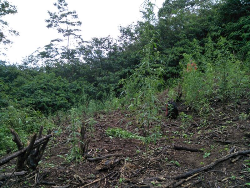 Polisi Temukan Ladang Ganja di Gunung Tanggamus