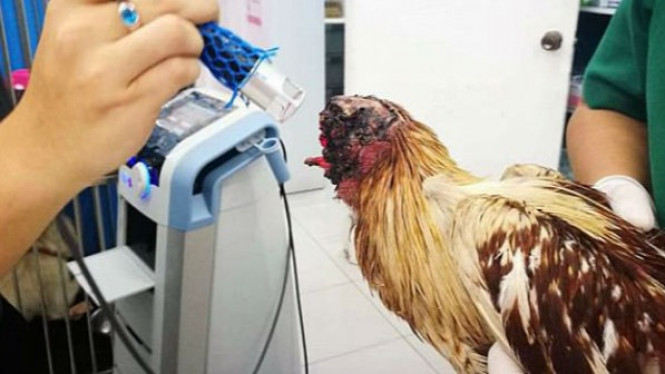 Ayam Tanpa Kepala Bertahan Hidup 7 Hari Sejak Terpotong